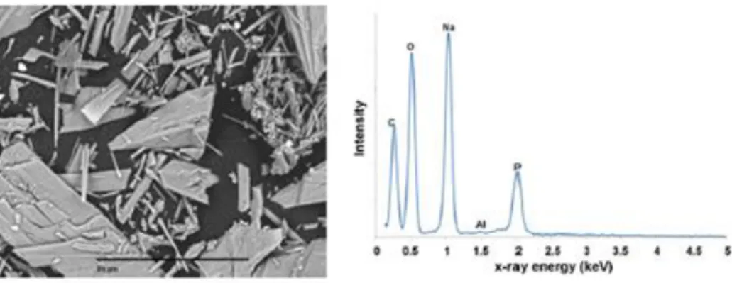 Figura 2.9: Micrografia dos cristais de eflorescência e espectro de raios-X associada 