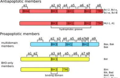 Figure  3.  The  Protein  Bcl-2  family:  The  three  groups  of  Bcl-2  protein  family  are  defined  by  the  homologous  structures,  functions  and  the  presence  of  BH  domains