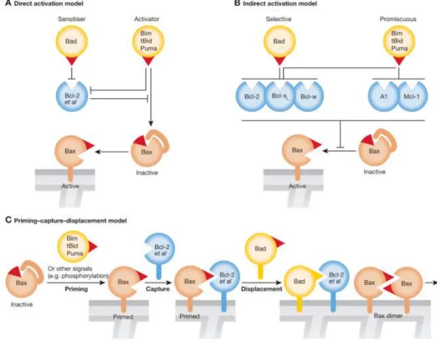 Figure 7 – Models for Bax activation triggered by interaction with BH3-only protein, A- representation of  the  direct  activation;  B  -  indirect  activation  C-  priming–capture–displacement,  in  which  the  red  triangle  represents the BH3 domain of 