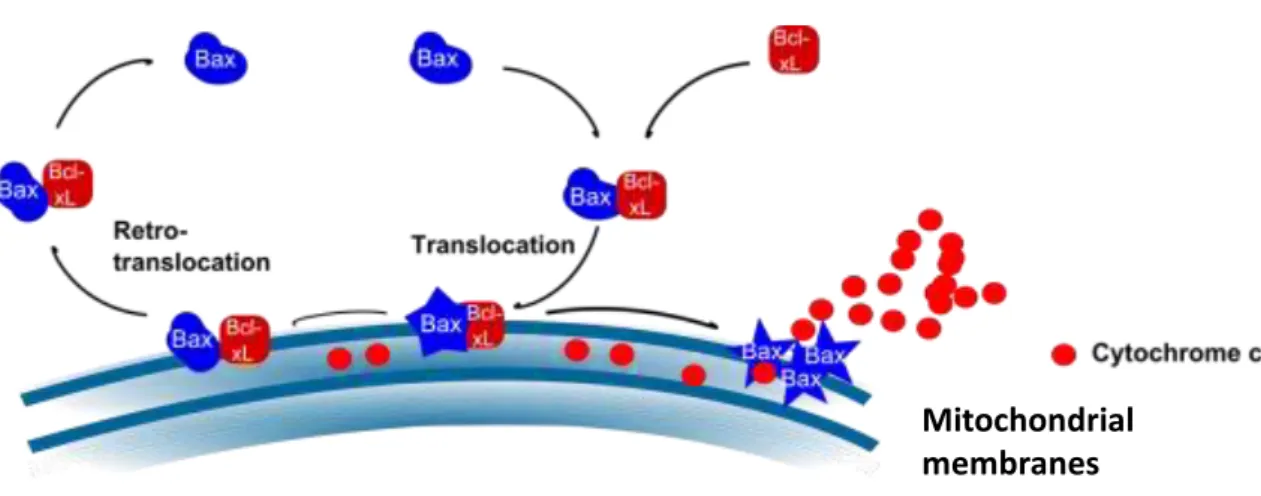 Figure 8. Role of Bcl-x L  in the localization of Bax in cells: A representative model of the interaction of  Bax  with  Bcl-x L   and  its  possible  outcome