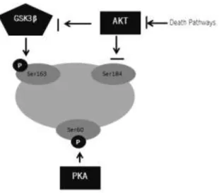 Figure 10  - Hypothesis of regulation of Bax  by phosphorylation. Phosphorylation  of  Ser163  by  GSK3  β  and  phosphorylation  of  Ser60  by  PKA