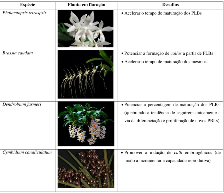 Tabela 1. Listagem das espécies em estudo e os desafios para a optimização das suas culturas in vitro