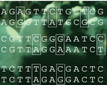 Figure 1 - DNA is a linear combination of four nucleotides, so when comparing two sequences position by  position if there are different nucleotides at the same position we are in the present of a SNP [Chakravarti, 2001]