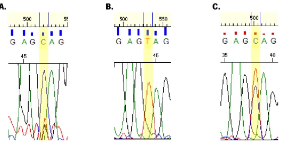 Figure 4 – Sequencing of three control samples for a specific region of one of the SNP study, on  which it is possible to identify the three possible genotypes: CC (A); TT (B), CT (C) 