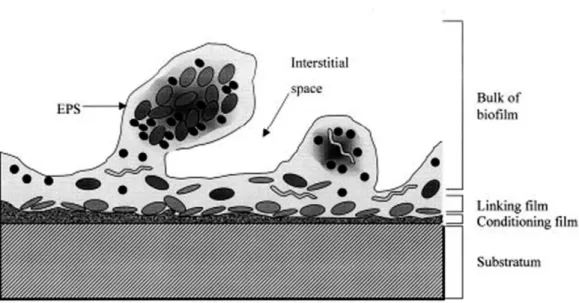 Figure 1.4 Mature biofilm structure representing the different layers (adapted from Habash and Reid,  1999)