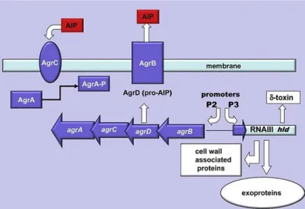 Figure 1.5 Quorum sensing agr system (adapted from Arciola et al., 2012). 