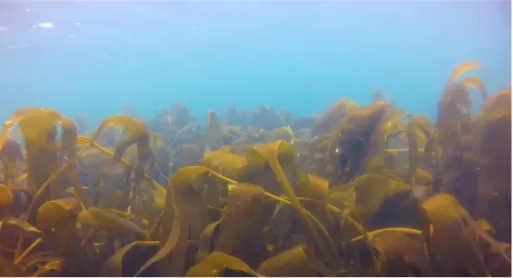 Figura 1: Vista geral de um povoamento subtidal de Saccorhiza polyschides (floresta de kelp)