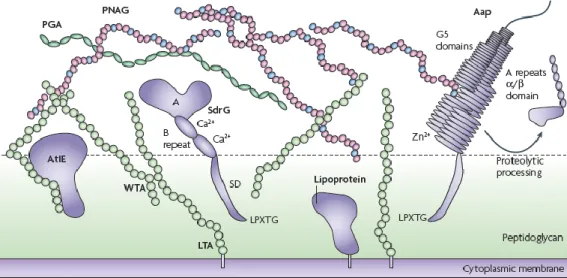 Figure 1.2 - The  S. epidermidis  cell surface (Adapted from Otto, 2009). 