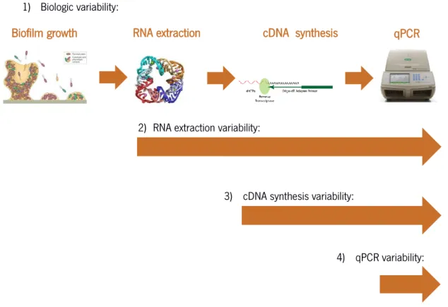 Figure 2.1 -  Scheme  representation  of  the  experimental  design  aiming  to  determine  the  source  of  gene  expression  variability