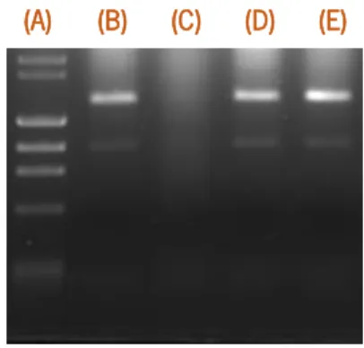 Table 2.2 - Efficiency of five genes studied. 