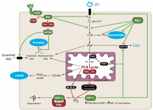 Figure 4: Vias de  sinalização  que  regulam o  metabolismo  nas  células  em  proliferação