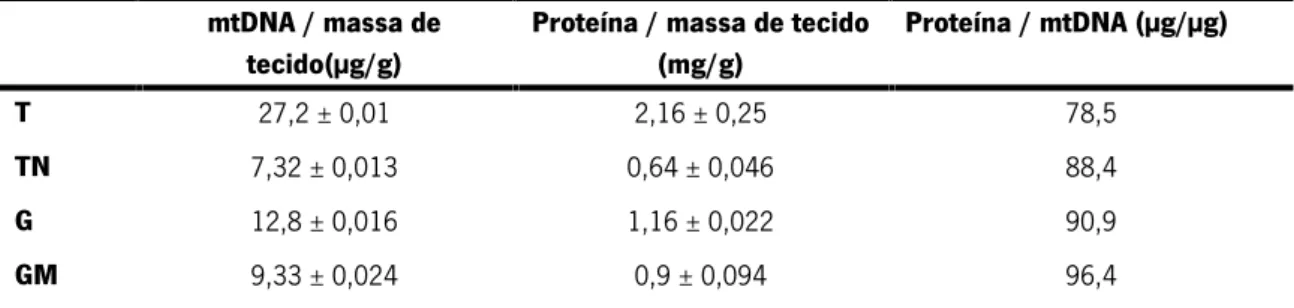 Tabela 1: Avaliação do teor mitocondrial nos diferentes tecidos a partir da concentração de proteína mitocondrial, de mtDNA e da massa de tecido obtidos (análises efetuadas em triplicado).