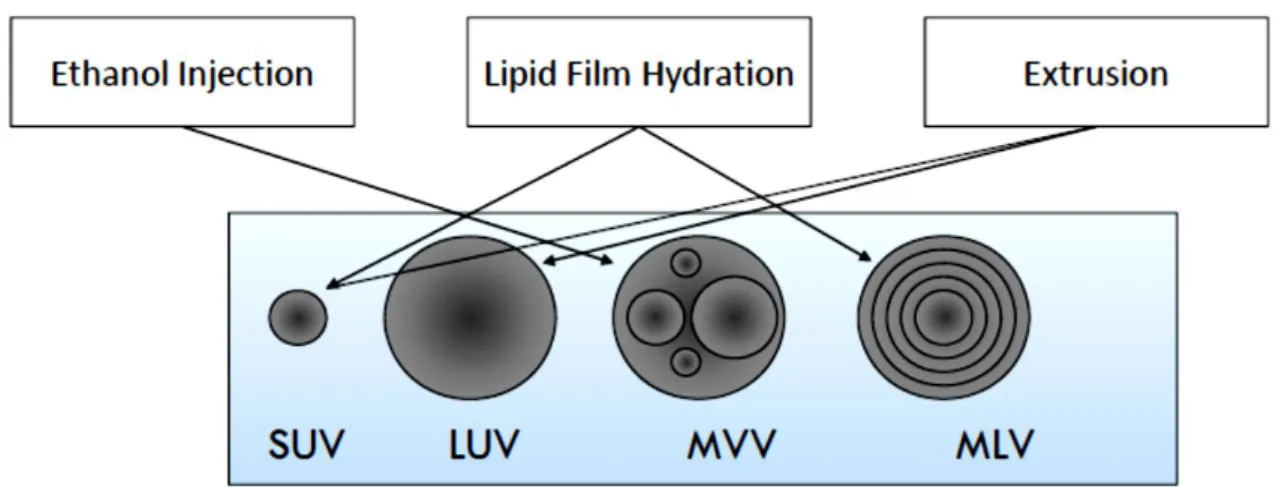 Figure 2.3 – Different types of liposomes produced by ethanol injection, lipid film hydration  and  extrusion:  Small  Uni-lamellar  Vesicles  (SUV);  Large  Uni-lamellar  Vesicles  (LUV); 