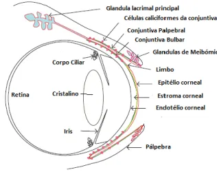 Figura 1: Superfície ocular, corneal e conjuntival; Glândulas intervenientes na formação e  manutenção da pelicula lacrimal