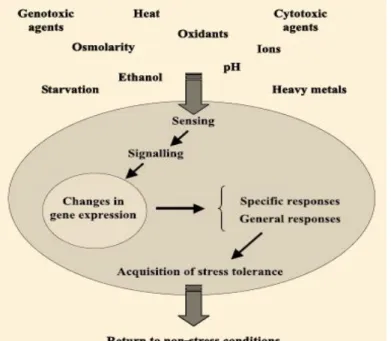 Figure 1 - Schematic  representation  of cell  events  triggered  by  environmental changes  and  leading  to  adaptation  to stress  (adapted  from  Salvador et  al., 2009)