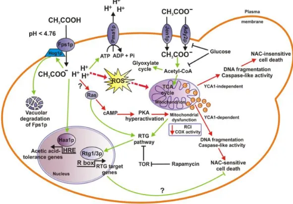 Figure 2 - Mechanisms of acetic acid stress response in S. cerevisiae cells . When yeast cells utilize acetic acid as the sole carbon source, acetate anion enters cells through a monocarboxylate proton symporter (potentially by Jen1p or Ady2p monocarboxyla