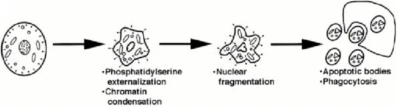 Figure 3 – Schematic representation of the morphological features of apoptosis (adapted by Jones, 1997).