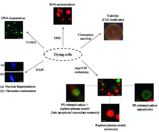 Figure  4 - Assays  routinely  used  in  the ﬁeld  of  yeast  PCD.  Co-staining  of  annexinV  (AnnV)  and  propidium iodide (PI) allows discrimination between early apoptotic cells exhibiting phosphatidylserine (PS) externalization (Ann + ,  PI- ),  cells