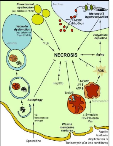 Figure 5 - Schematic  view  of  stimuli  and cellular  processes  that  interfere  with  yeast necrosis