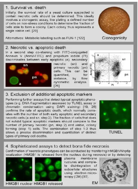 Figure 6 - A strategy to determine primary necrotic cell death in yeast (adapted from Eisenberg et al., 2010).