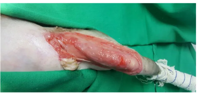 Figura 3. Tecido de granulação felino discreto e de aspecto pálido, com 15 dias de tratamento 
