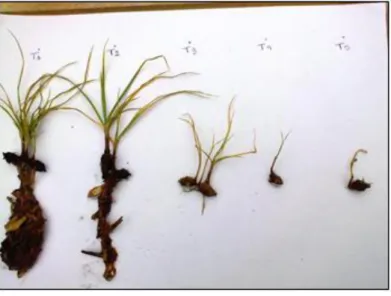 Figura 10 – Aspecto do sistema radicular das plantas de tiritica e suas manifestações epígeas submetido aos tratamentos  com hidrolato