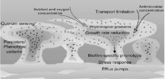 Figure  1.2 Numerous  mechanisms  comprised  in  P.  aeruginosa  biofilm-associated  resistance