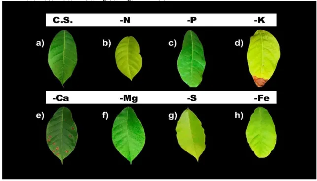 Figure  1  -  Visual  symptoms  obtained  from  Tabebuia  serratifolia  leaves  corresponding  to  complete  solution  (a),  and  omissions of N (b), P (c), K (d), Ca (e), Mg (f), S (g) and Fe (h)