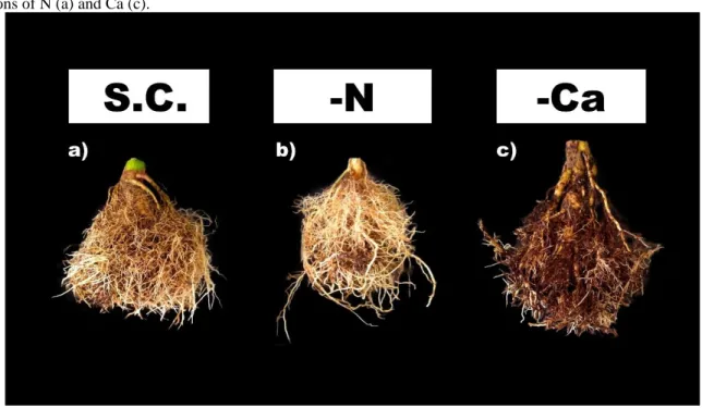 Figure 2 - Visual aspect of the root system of Tabebuia serratifolia seedlings corresponding to complete solution (b), and  omissions of N (a) and Ca (c)