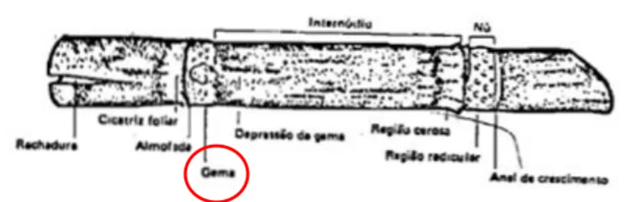 Figura 1 – Colmo da Cana-de-açúcar   
