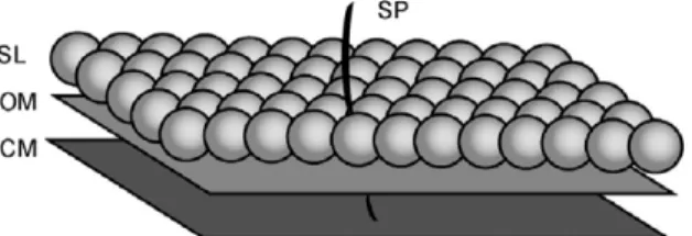 Fig. 1. Envelope structure ofSynechococcus consisting of the cytoplasmic membrane (CM), the outer membrane (OM), and the crystalline surface layer (SL).