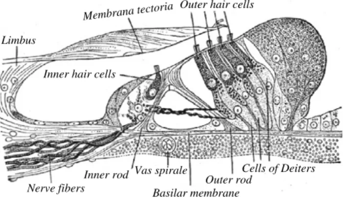 Fig. 4. The Organ of Corti (Gray’s anatomy classical figure). The inner hair cells are responsible for converting the mechanical action of a sound wave to an electrical signal