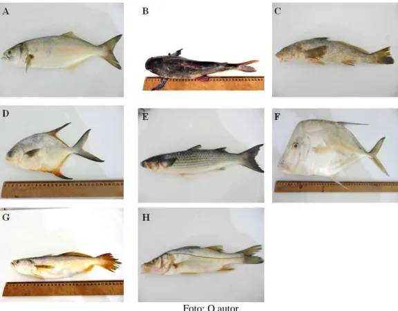 Figura I. Representantes das espécies analisadas morfologicamente. (A) Pomatomus saltatrix,  (B) Genidens barbus, (C)  Menticirrhus americanus, (D) Trachinotus spp., (E) Mugil brasiliensis, (F) Selene setapinnis, (G) Cynoscion acoupa, (H)  Centropomus para