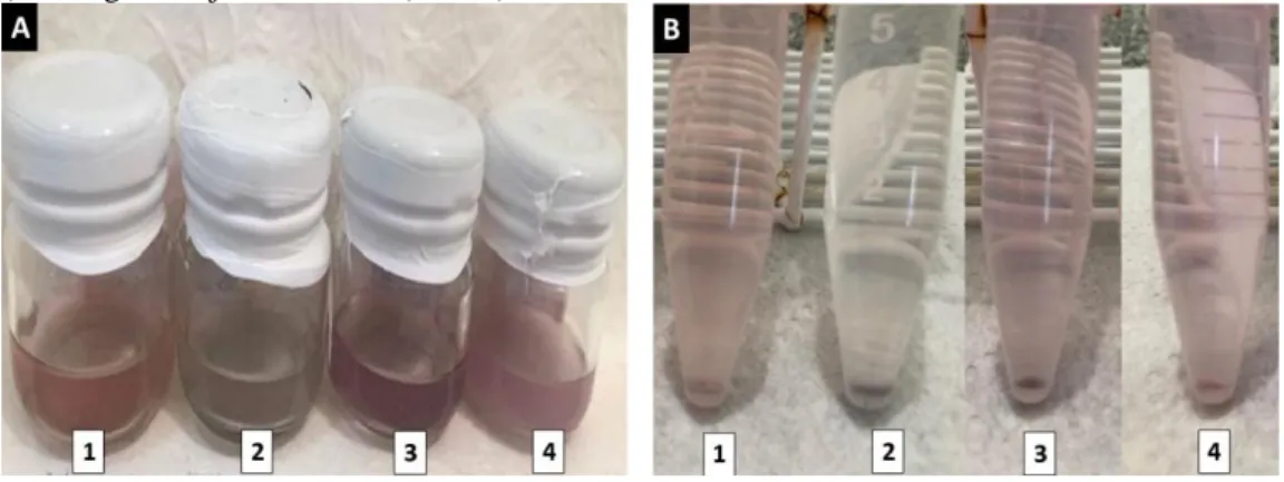 Figure 3 shown the samples of pomegranate juice (A) before and (B) after the polyphenols  isolate process