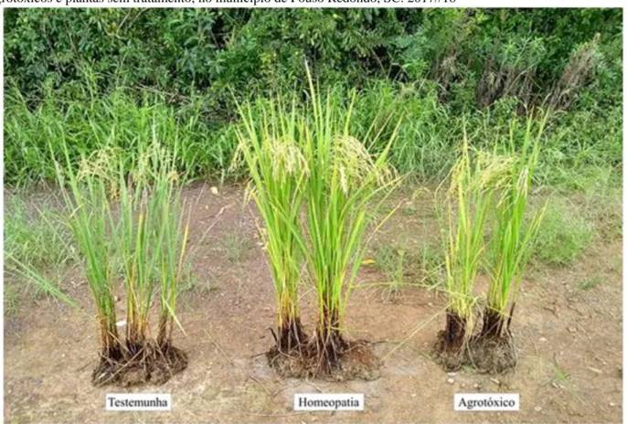 Figura 2. Diferenças visuais nas plantas que receberam tratamento homeopático, plantas que receberam tratamento com  agrotóxicos e plantas sem tratamento, no município de Pouso Redondo, SC