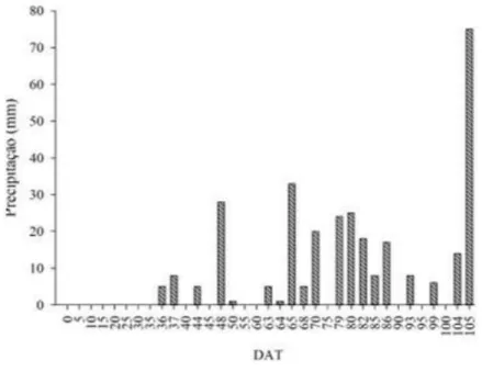 Figura 1 Distribuição diária da precipitação (mm) referentes aos dias após o transplantio (DAT) 