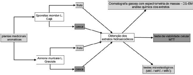 Figura 1. Metodologia das fases experimentais da presente pesquisa. 