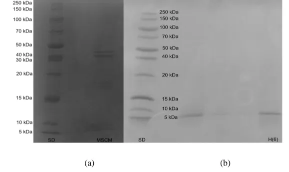 Figure  4.  Image  of  the  SDS-PAGE  electrophoresis  gels  from  crude  chicken  MSM  not  heat-treated  (a)  and  the  hydrolysate obtained in run 6 (Table 2) (b)