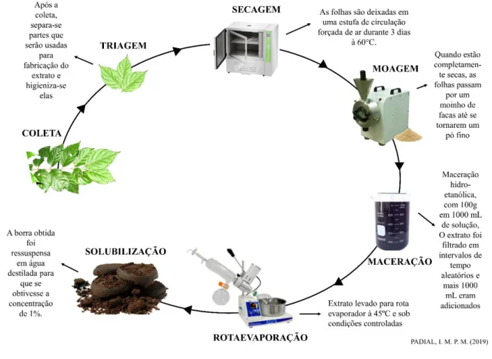 Figura 2. Passo a passo para confecção dos extratos hidroalcoólicos de S. camporum utilizados no ciclo biológico de P