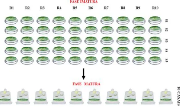 Figura 4. Disposição das placas de Petri em delineamento inteiramente casualizado durante a fase jovem de P