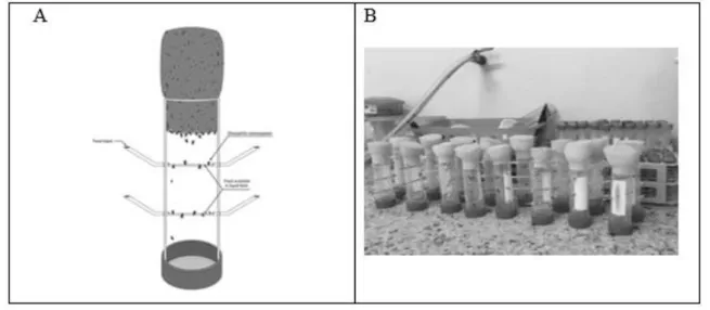 Figura 1- Aparatos utilizados para tratamento dos insetos com dieta líquida contínua Continuos Liquid Feeding (CLF)