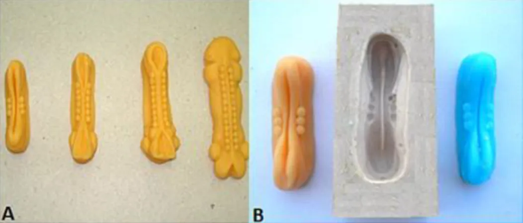Figura 4. Em A observamos modelos feitos em biscuit demonstrando quatro fases do fechamento do  tubo  neural