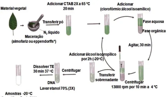 Figura 3 Esquema representativo das etapas de extração de DNA de plantas pelo método de CTAB 2X