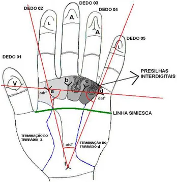 Figura 01 - Índices dermatoglíficos 