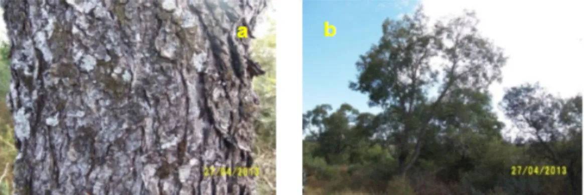 FIGURA 1. Árvores matrizes de Quillaja brasiliensis; a: aspecto do tronco,  b: posição geral da matriz 1 (ao fundo a floresta de galeria do Arroio das Lavras, em  Lavras do Sul, RS)