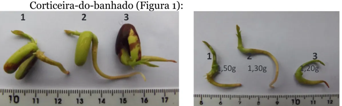 Figura 1. Sementes de Erythrina crista-galli L. (Corticeira-do-banhado): 
