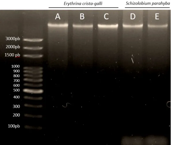 Figura 5. Aspecto das bandas de soluções de DNA genômico isoladas  de embriões: radícula e epicótilo de Erythrina   crista-gal-li (1, 2 e 3) e de Schizolobium parahyba (4 e 5), obtidas  mediante o emprego do protocolos de isolamento de DNA  propostos neste