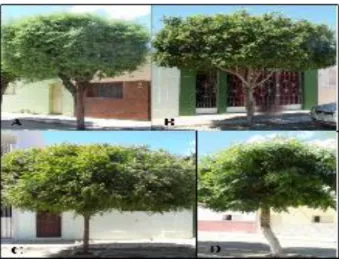 Figura  1  –  Espécies  arbóreas  diagnosticadas  na  arborização  das  principais  vias  públicas  do  município  de  Boa Ventura – PB