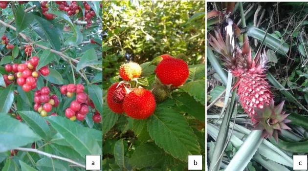 Figura 4  –Frutas nativas citadas na pesquisa realizada: a) Allophylus edulis (A.St.Hill