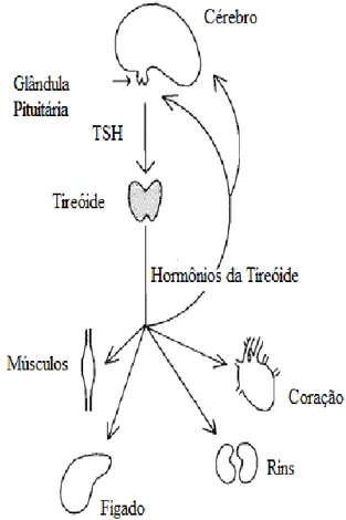 Figura 1: Esquema ilustrativo da ação do hormônio da  tireoide  atuando  em  diferentes  tecidos  do  corpo  (FONTE: Modificado de DUNN et al, 1990) 